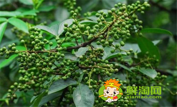 狗椒與花椒的區(qū)別圖片，狗椒與花椒哪個好