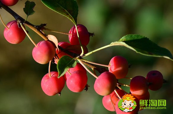 紅寶石海棠果實(shí)可以吃嗎，紅色果實(shí)的北美海棠品種