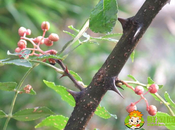 花椒樹的刺扎手了有什么危險，花椒刺有什么毒性