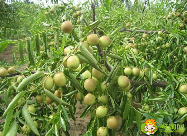 小青棗可以泡酒嗎，小青棗泡酒的功效與作用