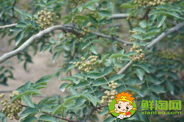 怎么識別大紅袍花椒苗，真假大紅袍花椒樹苗