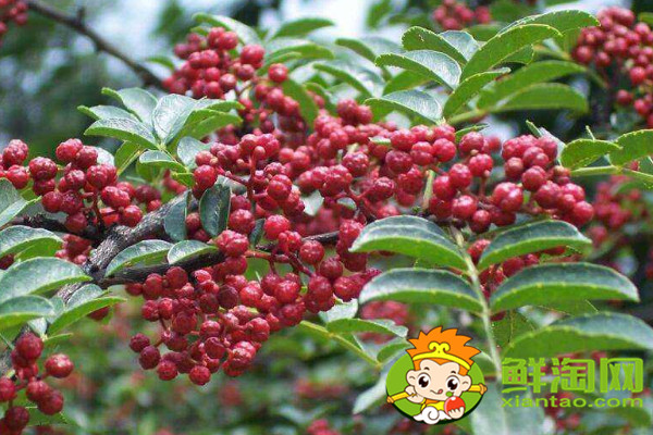 怎么識別大紅袍花椒苗，真假大紅袍花椒樹苗
