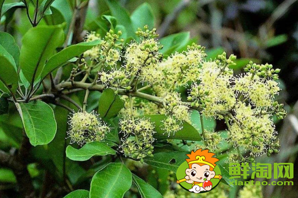 怎么識別大紅袍花椒苗，真假大紅袍花椒樹苗