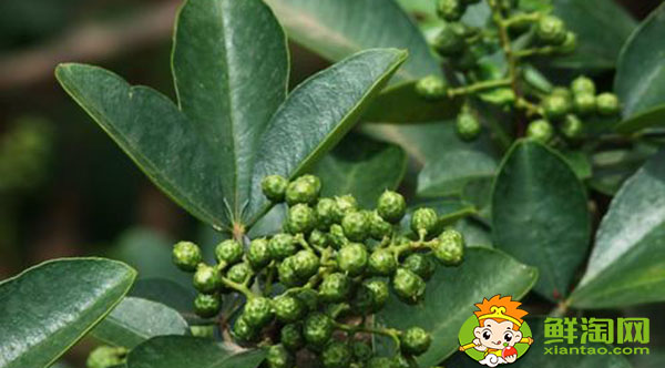 花椒青的和紅的有什么區(qū)別,未成熟藤椒和花椒的主要區(qū)別