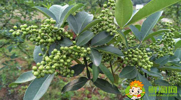 花椒青的和紅的有什么區(qū)別，未成熟藤椒和花椒的主要區(qū)別