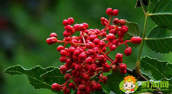 花椒青的和紅的有什么區(qū)別,未成熟藤椒和花椒的主要區(qū)別
