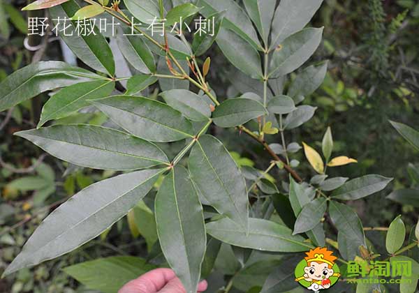 花椒葉有刺嗎,無(wú)刺花椒和有刺花椒那個(gè)產(chǎn)量高