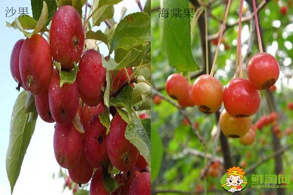 沙果是不是花紅,海棠果和花紅的區(qū)別
