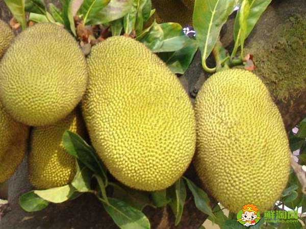 菠蘿蜜怎么吃,菠蘿蜜不能和什么一起吃