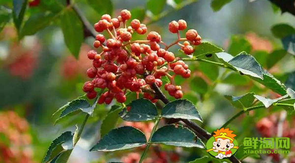 新鮮花椒怎么保鮮運(yùn)輸,生花椒的運(yùn)輸儲存方式