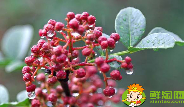 漢源花椒和大紅袍區別，大紅袍花椒和漢源花椒哪個好
