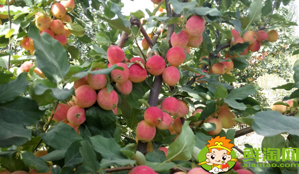 沙果是什么味道，沙果是山楂嗎