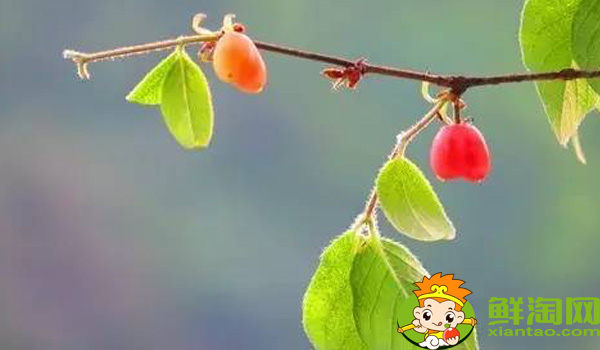 杈杷果適合生長溫度，叉八果與杈杷果的區別