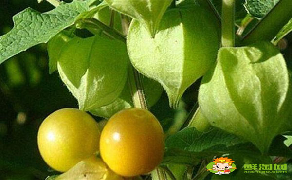 姑娘果是什么水果,姑娘果表皮有霉點(diǎn)能吃嗎