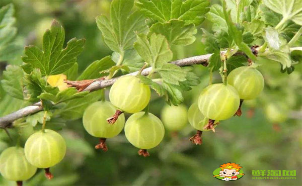 燈籠果怎么吃才好,紅燈籠果和黃燈籠果哪個好吃