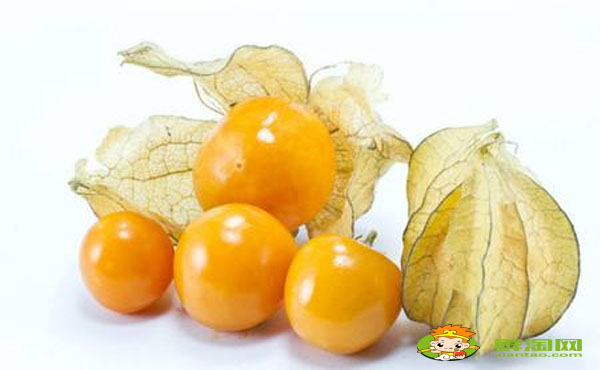 紅醋栗好吃嗎，紅醋栗和燈籠果的區別