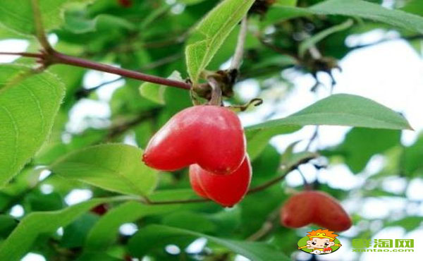 杈杷果陜西可以種嗎,杈杷果可以大規模種植嗎