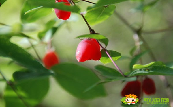 杈杷果陜西可以種嗎，杈杷果可以大規模種植嗎