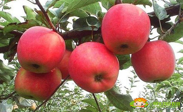 k9是什么水果，海棠果和花紅的區別