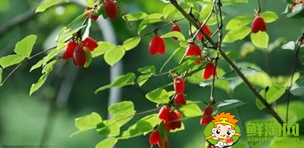 杈杷果多少錢一斤,杈杷果能深加工嗎