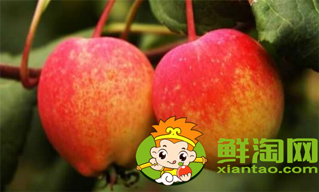 沙果是什么季節的水果，沙果屬于蘋果嗎