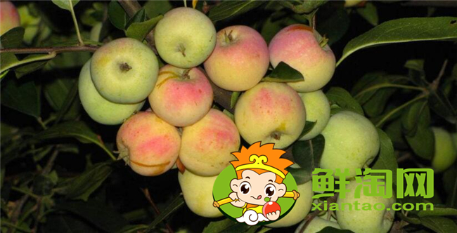 沙果是什么季節的水果，沙果屬于蘋果嗎