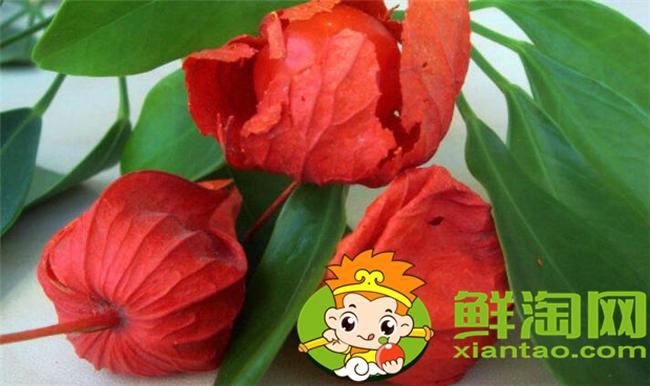 紅姑娘和洋姑娘一樣嗎，紅姑娘泡水一次幾個