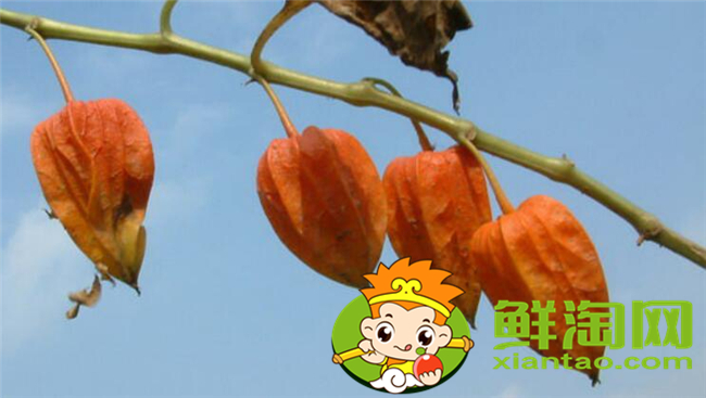 紅姑娘和洋姑娘一樣嗎，紅姑娘泡水一次幾個