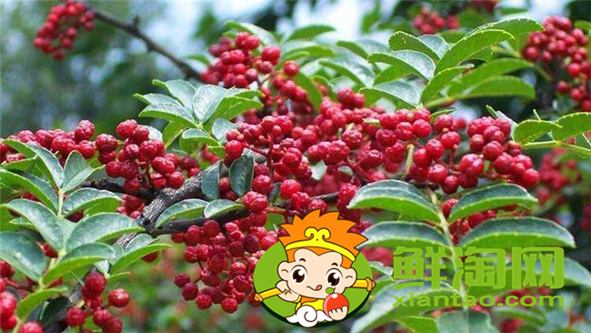 大紅袍花椒麻不麻，大紅袍花椒和花椒區別