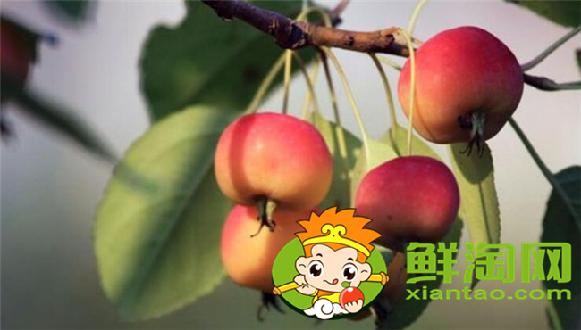 沙果是海棠果嗎，海棠果和沙果的區別