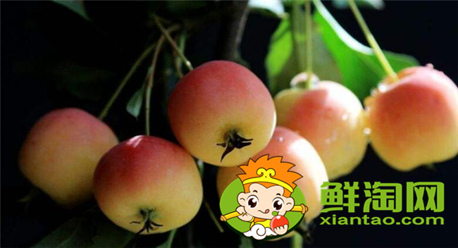 沙果是海棠果嗎，海棠果和沙果的區別