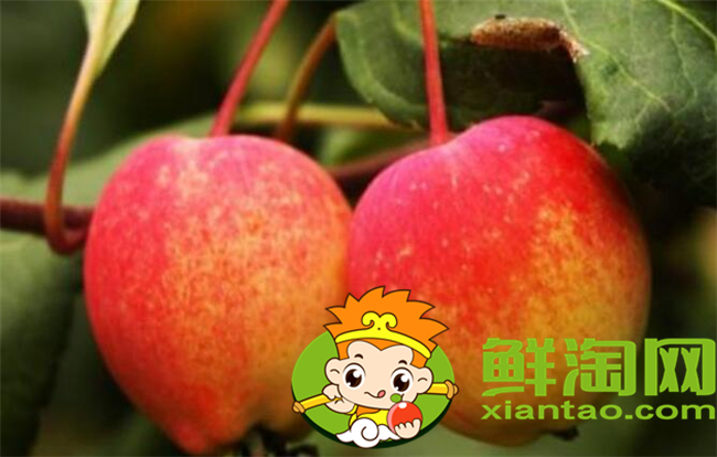 沙果是什么季節的水果，沙果屬于蘋果嗎