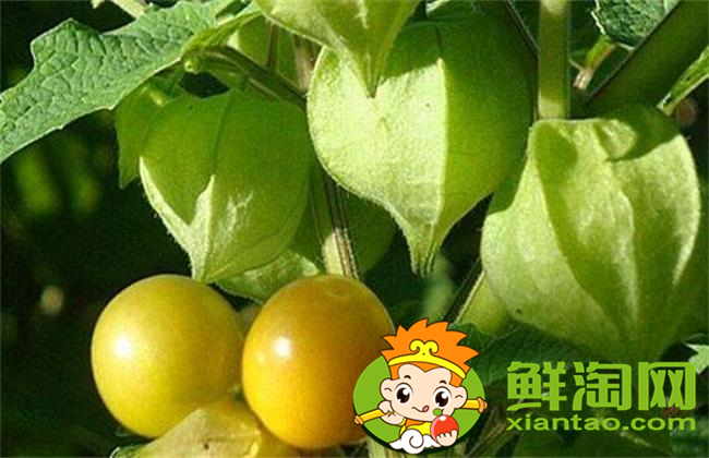 姑娘果是什么味道,姑娘果口感怎么樣