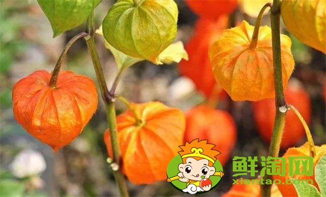 毛酸漿怎么吃,假毛酸漿和毛酸漿區別