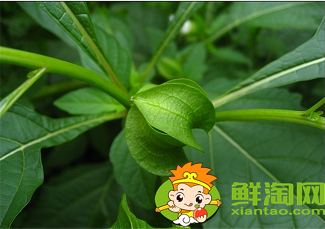 毛酸漿怎么吃,假毛酸漿和毛酸漿區別