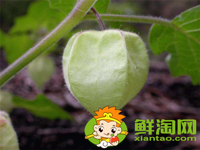 毛酸漿怎么吃，假毛酸漿和毛酸漿區別