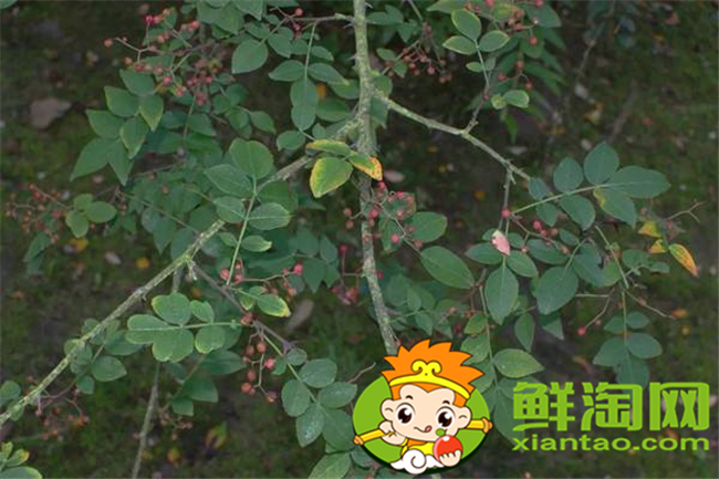山花椒能吃嗎，農(nóng)村山上野花椒樹圖片