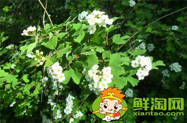 山花椒能吃嗎,農(nóng)村山上野花椒樹圖片