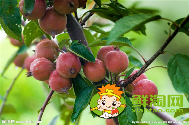 沙果是海棠果嗎,海棠果和沙果的區(qū)別