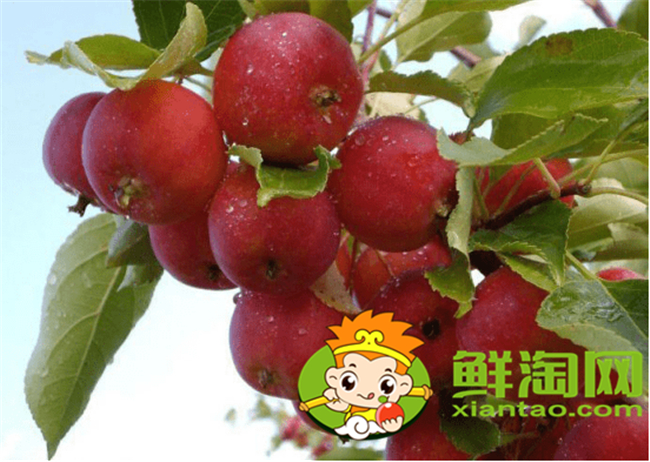 沙果是海棠果嗎，海棠果和沙果的區(qū)別