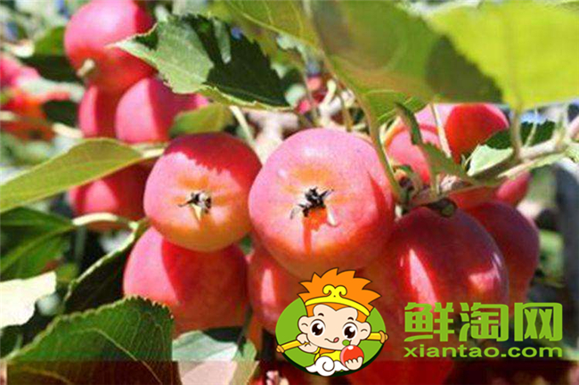 新鮮沙果怎樣保存,沙果怎樣保存時間長
