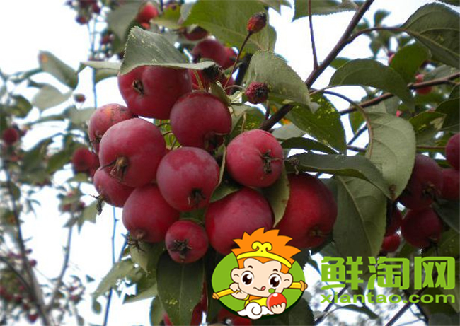 新鮮沙果怎樣保存,沙果怎樣保存時間長