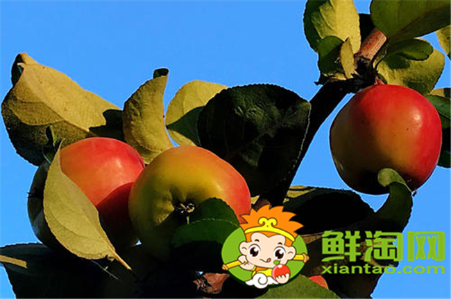 沙果k9是什么品種，沙果123和k9哪個好