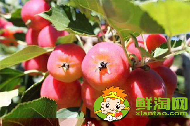 沙果k9是什么品種,沙果123和k9哪個好
