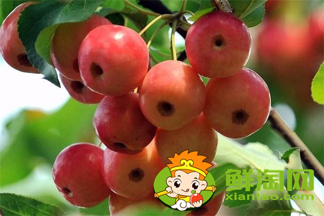 沙果k9是什么品種,沙果123和k9哪個好