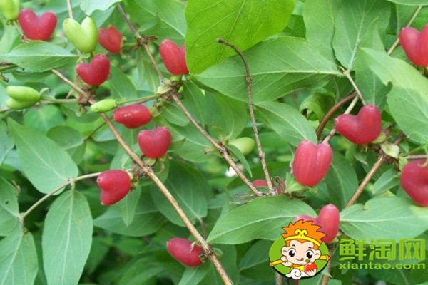 杈把果產地在哪里,中國杈杷果種植基地