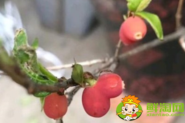 杈把果產地在哪里，中國杈杷果種植基地