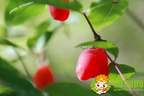 杈把果產地在哪里,中國杈杷果種植基地
