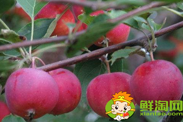沙果哪種最酸,什么品種的沙果好吃