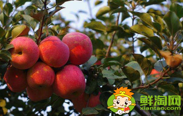 沙果哪種最酸,什么品種的沙果好吃